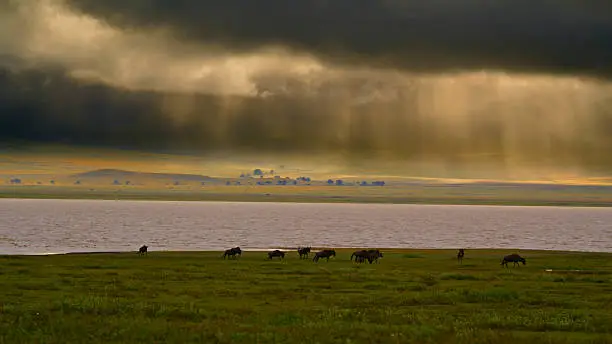 Ngorongoro Crater floor