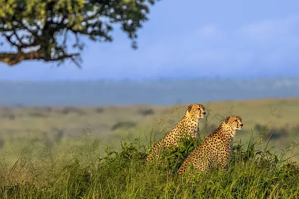 Lion in the Serengeti at golden hour