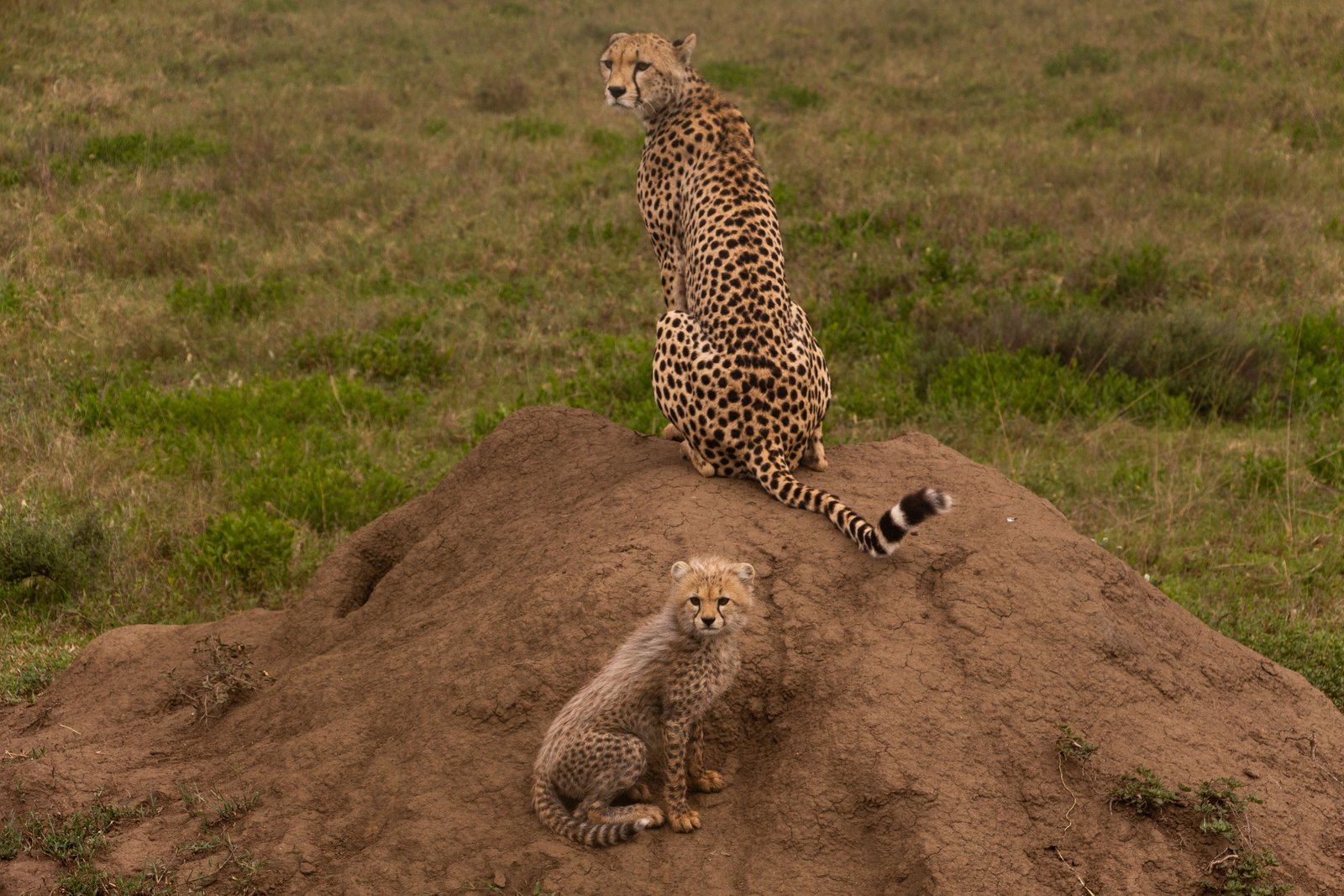 Ngorongoro Crater at sunrise