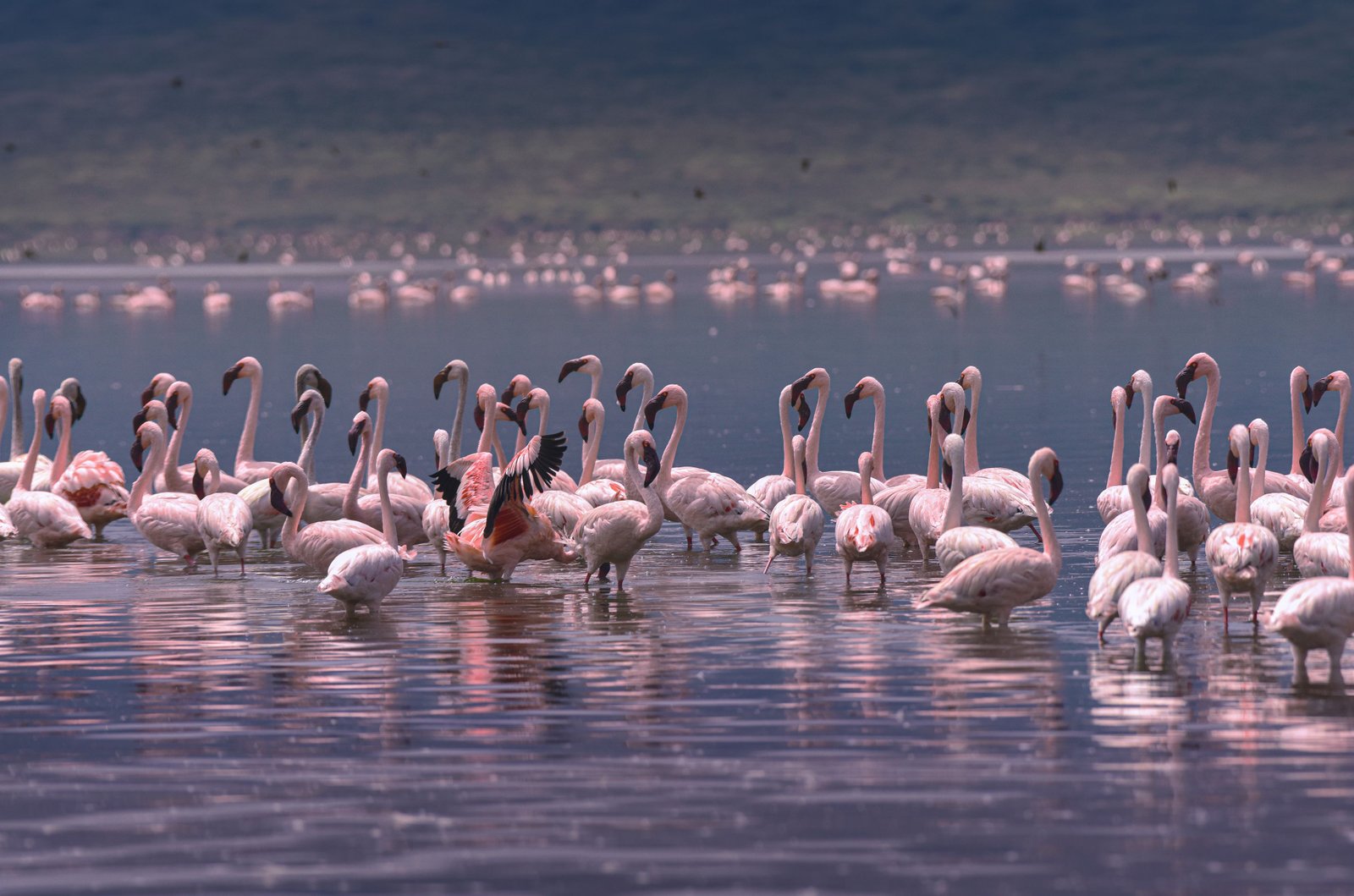 Lake Manyara landscape with flamingos