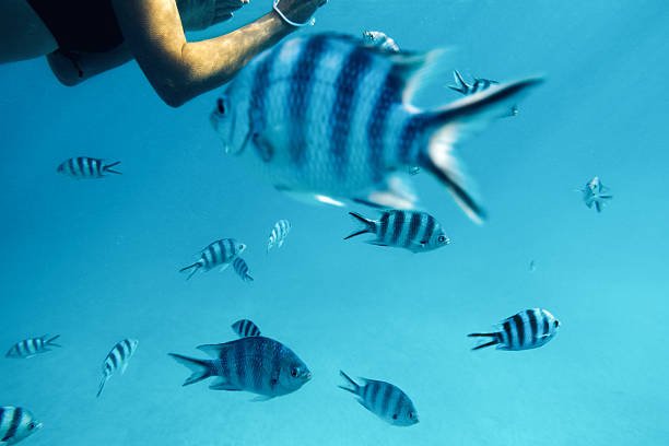 Aerial view of Mnemba Atoll reef